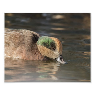 Drake American Wigeon Duck Photo Print