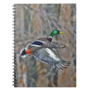 Drake mallard in flight spiral notebook