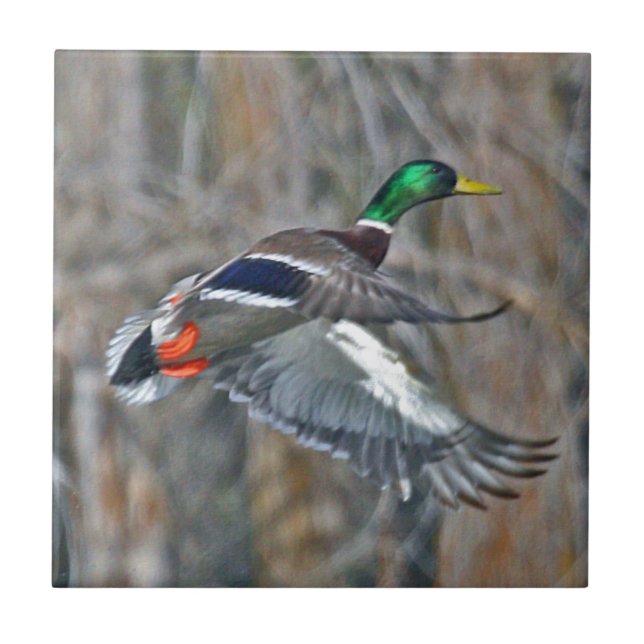 Drake mallard in flight tile (Front)