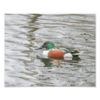 Drake Northern Shoveler in Rippled Water