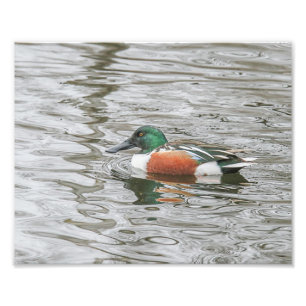 Drake Northern Shoveler in Rippled Water Photo Print