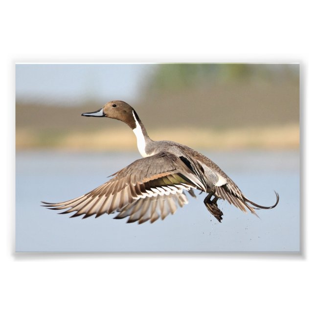 Drake Pintail Duck Takeoff In Flight Photo Print (Front)