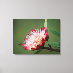 Drakensberg Sugarbush (Protea Dracomontana) Canvas Print