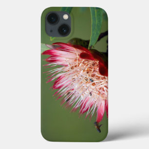 Drakensberg Sugarbush (Protea Dracomontana) iPhone 13 Case