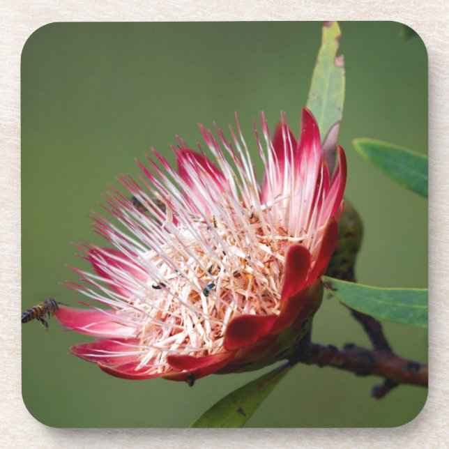 Drakensberg Sugarbush (Protea Dracomontana) Coaster (Front)