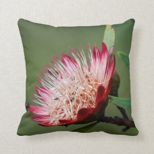 Drakensberg Sugarbush (Protea Dracomontana) Cushion
