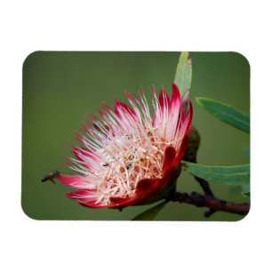 Drakensberg Sugarbush (Protea Dracomontana) Magnet