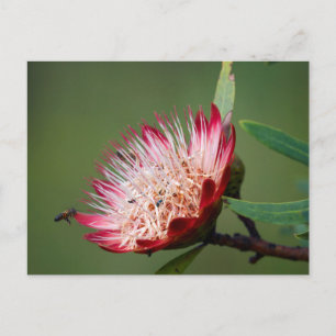 Drakensberg Sugarbush (Protea Dracomontana) Postcard
