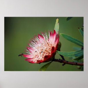 Drakensberg Sugarbush (Protea Dracomontana) Poster