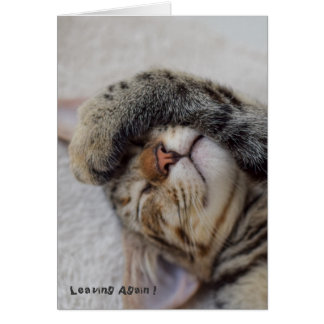 Drama Kitty Do You Have To Go