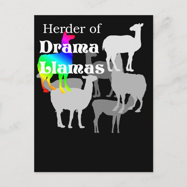 Drama Llama Herder Postcard (Front)