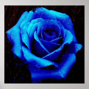 Drama Of The Blue Rose Poster Print