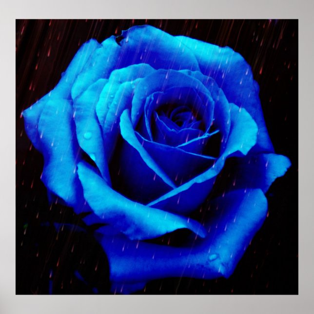 Drama Of The Blue Rose Poster Print (Front)