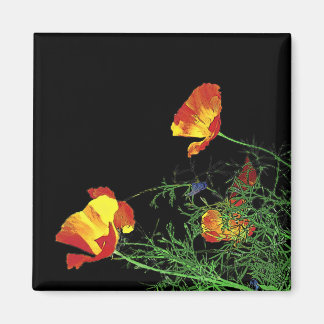 dramatic California poppies on black Magnet