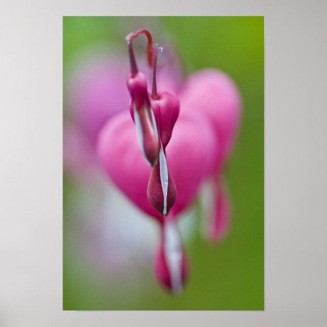 Dramatic color and shape of bleeding heart poster (Front)