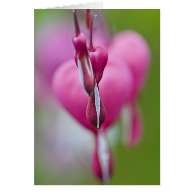Dramatic colour and shape of bleeding heart (Front)