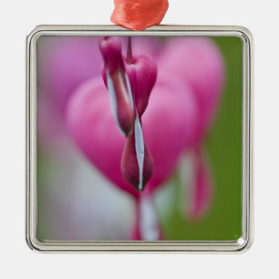 Dramatic colour and shape of bleeding heart metal tree decoration