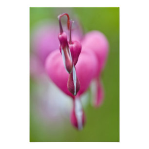 Dramatic colour and shape of bleeding heart photo print