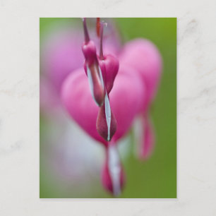 Dramatic colour and shape of bleeding heart postcard