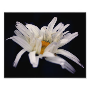 Dramatic Daisy Flower 8x10 Photo Print