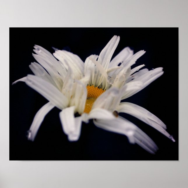 Dramatic Daisy Flower Poster (Front)