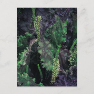 Dramatic Dark Foliage and Green Flower Spikes Postcard