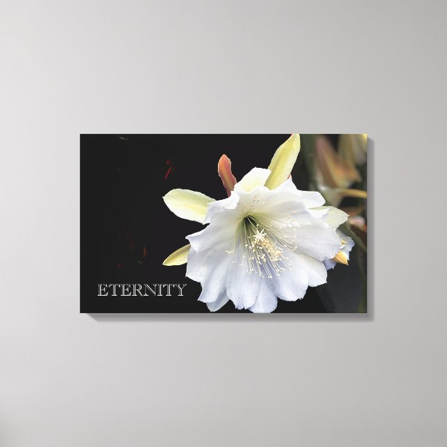 Dramatic eternity epiphyllum flower on canvas print (Front)