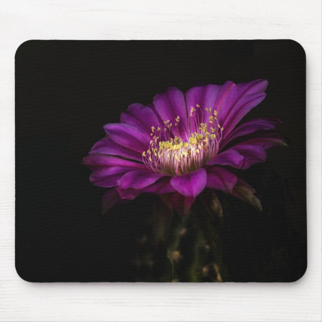 Dramatic Flatty Cake Cactus flower Mouse Pad (Front)
