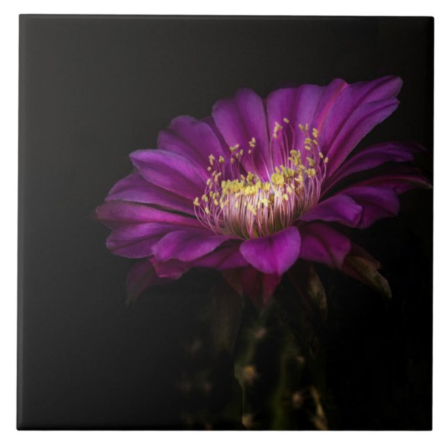 Dramatic Flatty Cake Tile (Front)