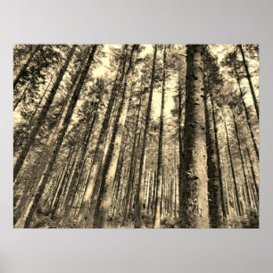 Dramatic Forest Trees Poster