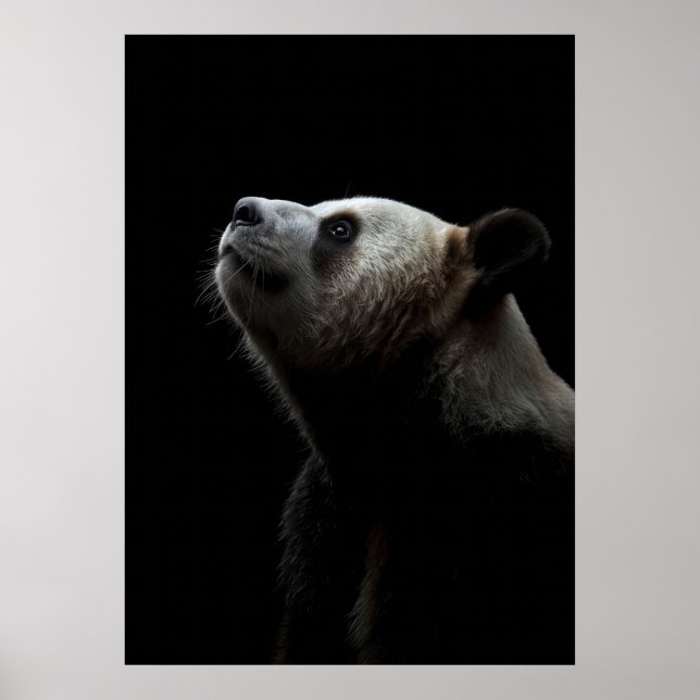 Dramatic Giant Panda Portrait Poster (Front)