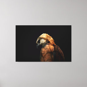 Dramatic Low Key Portrait of a Majestic Hawk Canvas Print