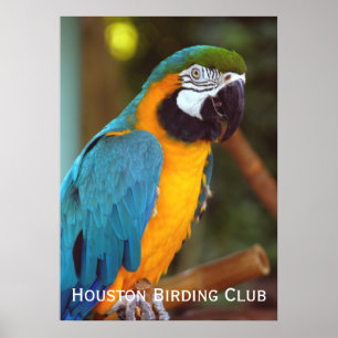 Dramatic Macaw Poster