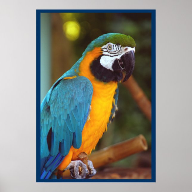 Dramatic Macaw Poster (Front)