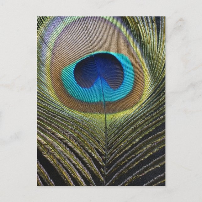 Dramatic Peacock Feather Postcard (Front)