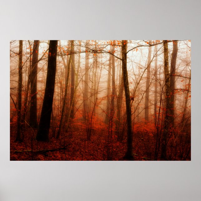 Dramatic red foggy winter snowless forest poster (Front)