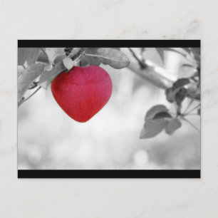 Dramatic Red Heart Shaped Apple Postcard