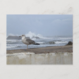 Dramatic Seagull Postcard