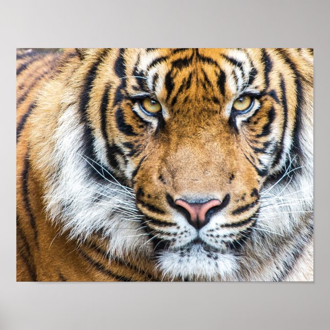 Dramatic Tiger Face Poster (Front)