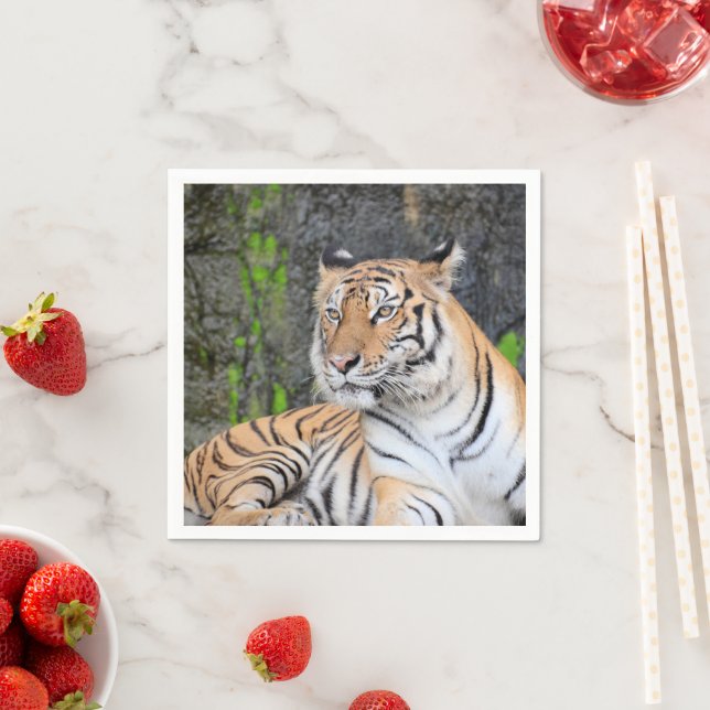Dramatic Tiger Resting Portrait Napkin (Insitu)