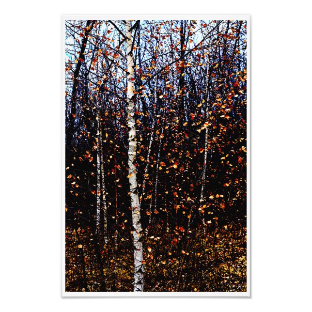 Dramatic White Birch Tree Colourful Fall Leaves Photo Print (Front)