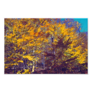 Draped Fall Trees Photo Print