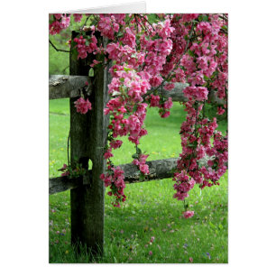 Draping Dogwood Birthday Greeting Card