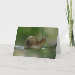 Drat!  Late Again. Card