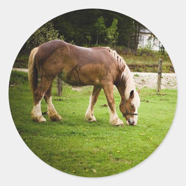 Draught Grazing After Bath Classic Round Sticker (Front)