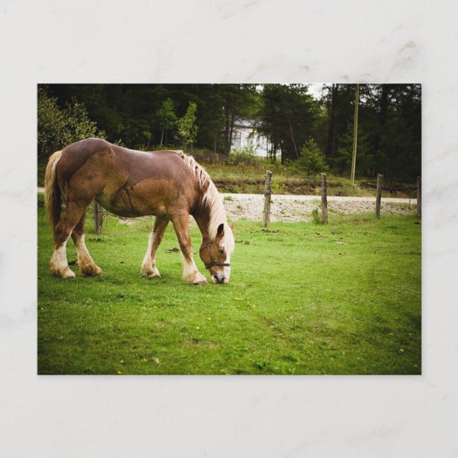 Draught Grazing After Bath Postcard (Front)