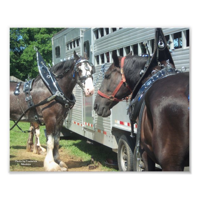 Draught Horse Duo Photo Print (Front)