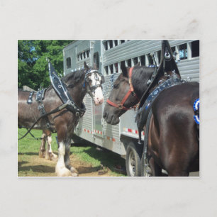Draught Horse Duo Postcard