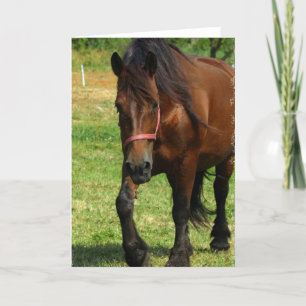 Draught   Horse Greeting Card