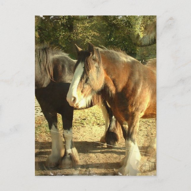 Draught Horse Pair Postcard (Front)